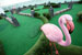 Mini Golf